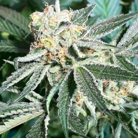 Royal Hulk Regular Marijuana Strain by Dark Horse Genetics For Sale Online at Cannabis Seeds Outlet