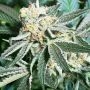 Royal Hulk Regular Marijuana Strain by Dark Horse Genetics For Sale Online at Cannabis Seeds Outlet