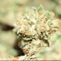 Dark Horse Genetics Royal Hulk Smoke Buds Weed Ganja Skunk Dope Pot Images Pics Nuggets