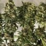 Grimm Glue Feminized by Brothers Grimm Seeds THC Content Potency Strength CBD Height Yield Flowering Time Indica Sativa Genetics