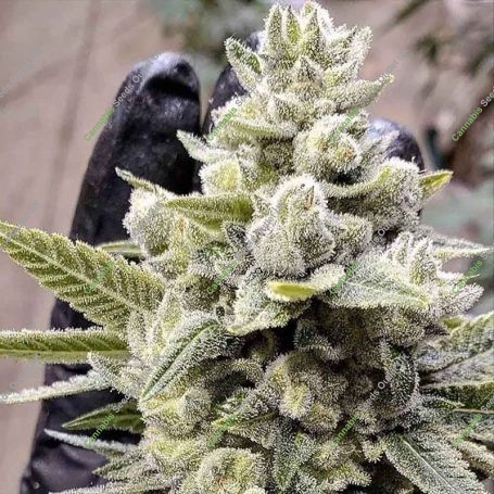 Grimm Glue Feminized Marijuana Strain by Brothers Grimm Seeds For Sale Online at Cannabis Seeds Outlet