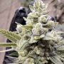 Grimm Glue Feminized Marijuana Strain by Brothers Grimm Seeds For Sale Online at Cannabis Seeds Outlet