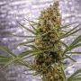 Brothers Grimm Seeds Pineapple XX Smoke Buds Weed Ganja Skunk Dope Pot Images Pics Nuggets