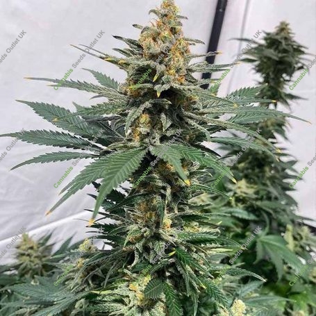 Pineapple XX Feminized Marijuana Strain by Brothers Grimm Seeds For Sale Online at Cannabis Seeds Outlet