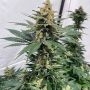 Pineapple XX Feminized Marijuana Strain by Brothers Grimm Seeds For Sale Online at Cannabis Seeds Outlet