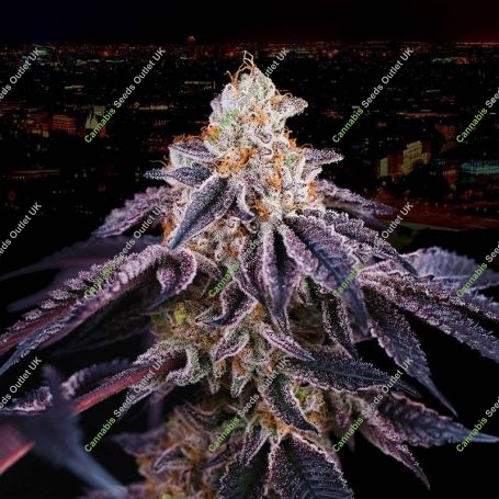 Baked in Paris Feminized Marijuana Strain by Perfect Tree Seeds For Sale Online at Cannabis Seeds Outlet