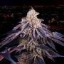 Baked in Paris Feminized Marijuana Strain by Perfect Tree Seeds For Sale Online at Cannabis Seeds Outlet