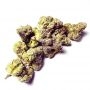 Perfect Tree Seeds Cannabis Strain Baked in Paris Feminized Marijuana Seeds Original Collector Souvenir Authentic Packaging Pack