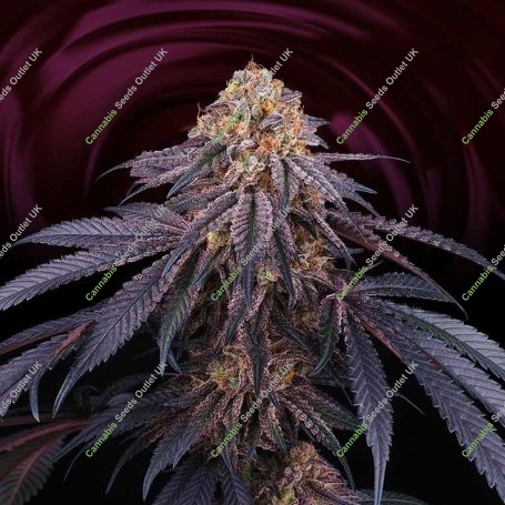 Chantilly Feminized Marijuana Strain by Perfect Tree Seeds For Sale Online at Cannabis Seeds Outlet