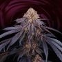 Chantilly Feminized Marijuana Strain by Perfect Tree Seeds For Sale Online at Cannabis Seeds Outlet