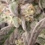 Chantilly Feminized by Perfect Tree Seeds THC Content Potency Strength CBD Height Yield Flowering Time Indica Sativa Genetics