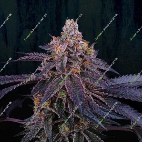 Granita Feminized Marijuana Strain by Perfect Tree Seeds For Sale Online at Cannabis Seeds Outlet