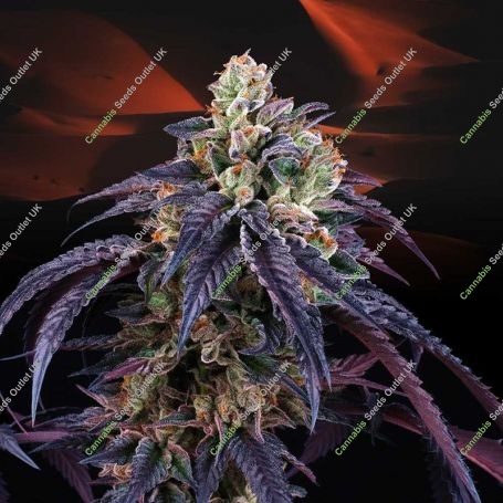 Loukoum Feminized Marijuana Strain by Perfect Tree Seeds For Sale Online at Cannabis Seeds Outlet