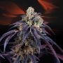 Loukoum Feminized Marijuana Strain by Perfect Tree Seeds For Sale Online at Cannabis Seeds Outlet