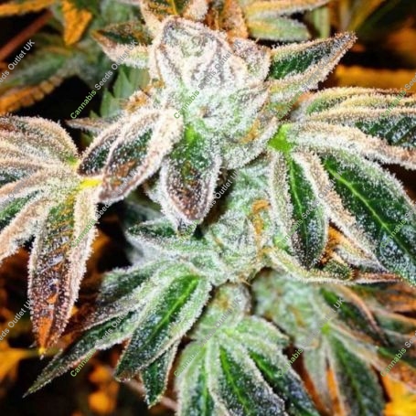 Gushin 98 Feminized Marijuana Strain by The Cali Connection For Sale Online at Cannabis Seeds Outlet