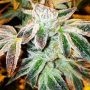 Gushin 98 Feminized Marijuana Strain by The Cali Connection For Sale Online at Cannabis Seeds Outlet