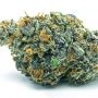 Gushin 98 Feminized by The Cali Connection THC Content Potency Strength CBD Height Yield Flowering Time Indica Sativa Genetics