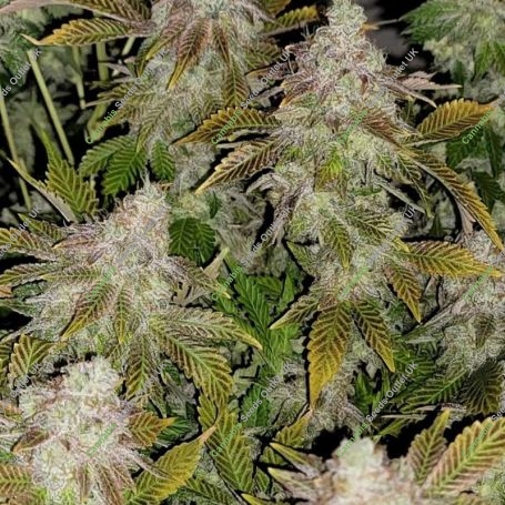 Strawberry Tiramisu Feminized Marijuana Strain by The Cali Connection For Sale Online at Cannabis Seeds Outlet