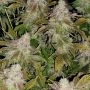 Strawberry Tiramisu Feminized Marijuana Strain by The Cali Connection For Sale Online at Cannabis Seeds Outlet