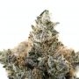 The Cali Connection Cannabis Strain Strawberry Tiramisu Feminized Marijuana Seeds Original Collector Souvenir Authentic Packagin