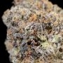 Strawberry Tiramisu Feminized by The Cali Connection THC Content Potency Strength CBD Height Yield Flowering Time Indica Sativa 