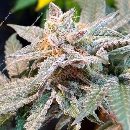 The Pedigree Regular Marijuana Strain by Dark Horse Genetics For Sale Online at Cannabis Seeds Outlet
