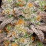 Holy Smoke Seeds Marshmallow Pancakes Smoke Buds Weed Ganja Skunk Dope Pot Images Pics Nuggets