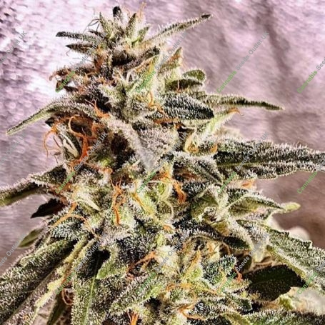 Marshmallow Pancakes Feminized Marijuana Strain by Holy Smoke Seeds For Sale Online at Cannabis Seeds Outlet