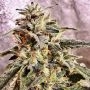Marshmallow Pancakes Feminized Marijuana Strain by Holy Smoke Seeds For Sale Online at Cannabis Seeds Outlet