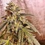 Marshmallow Pancakes Feminized by Holy Smoke Seeds THC Content Potency Strength CBD Height Yield Flowering Time Indica Sativa Ge