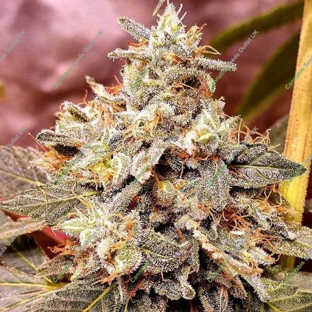 Mint Driver Feminized Marijuana Strain by Holy Smoke Seeds For Sale Online at Cannabis Seeds Outlet