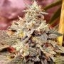Mint Driver Feminized Marijuana Strain by Holy Smoke Seeds For Sale Online at Cannabis Seeds Outlet