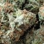 Holy Smoke Seeds Mint Driver Smoke Buds Weed Ganja Skunk Dope Pot Images Pics Nuggets