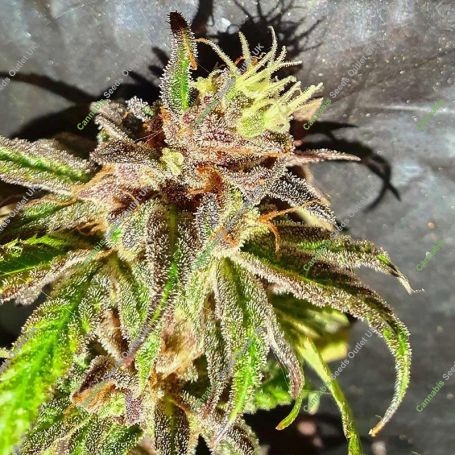 Jelly Cakes Feminized Marijuana Strain by Holy Smoke Seeds For Sale Online at Cannabis Seeds Outlet