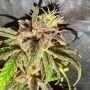 Jelly Cakes Feminized Marijuana Strain by Holy Smoke Seeds For Sale Online at Cannabis Seeds Outlet