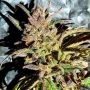 Holy Smoke Seeds Jelly Cakes Smoke Buds Weed Ganja Skunk Dope Pot Images Pics Nuggets