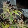 Jelly Cakes Feminized by Holy Smoke Seeds THC Content Potency Strength CBD Height Yield Flowering Time Indica Sativa Genetics