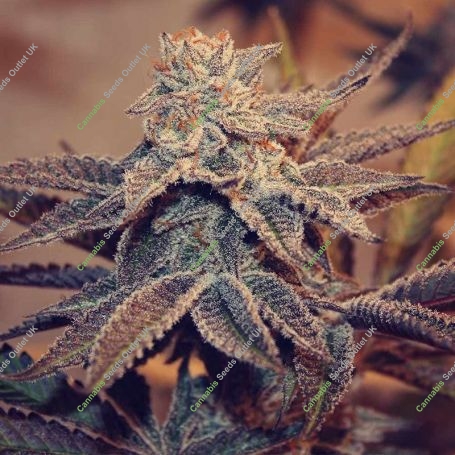 Iced Peach Feminized Marijuana Strain by Perfect Tree Seeds For Sale Online at Cannabis Seeds Outlet