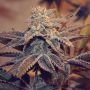 Iced Peach Feminized Marijuana Strain by Perfect Tree Seeds For Sale Online at Cannabis Seeds Outlet
