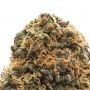 Iced Peach Feminized by Perfect Tree Seeds THC Content Potency Strength CBD Height Yield Flowering Time Indica Sativa Genetics