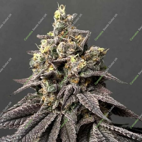 Kush Mints x Peach Ozz Feminized Marijuana Strain by Perfect Tree Seeds For Sale Online at Cannabis Seeds Outlet