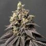 Kush Mints x Peach Ozz Feminized Marijuana Strain by Perfect Tree Seeds For Sale Online at Cannabis Seeds Outlet