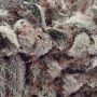 Kush Mints x Peach Ozz Feminized by Perfect Tree Seeds THC Content Potency Strength CBD Height Yield Flowering Time Indica Sativ