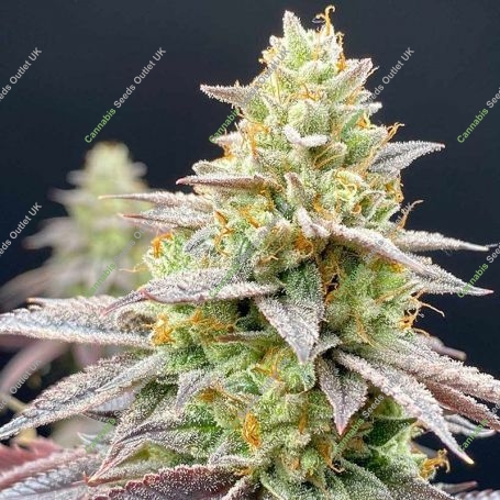 Rainbow Triangle Feminized Marijuana Strain by Perfect Tree Seeds For Sale Online at Cannabis Seeds Outlet