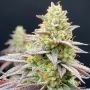 Rainbow Triangle Feminized Marijuana Strain by Perfect Tree Seeds For Sale Online at Cannabis Seeds Outlet