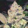 Rainbow Triangle Feminized by Perfect Tree Seeds THC Content Potency Strength CBD Height Yield Flowering Time Indica Sativa Gene