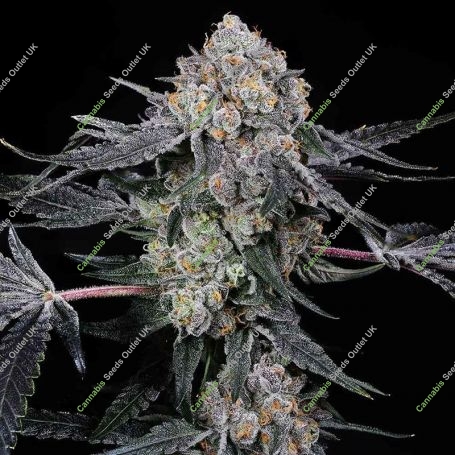 High Society Feminized Marijuana Strain by Compound Genetics For Sale Online at Cannabis Seeds Outlet
