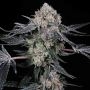 High Society Feminized Marijuana Strain by Compound Genetics For Sale Online at Cannabis Seeds Outlet