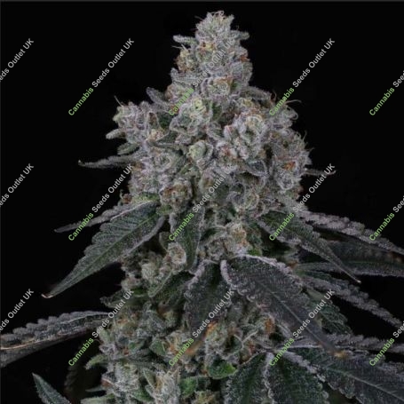 La Bomba Feminized Marijuana Strain by Compound Genetics For Sale Online at Cannabis Seeds Outlet