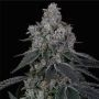 La Bomba Feminized Marijuana Strain by Compound Genetics For Sale Online at Cannabis Seeds Outlet